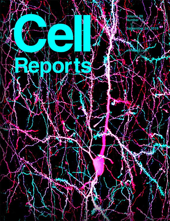Affinity Maturation Enhances Antibody Specificity but Compromises Conformational Stability