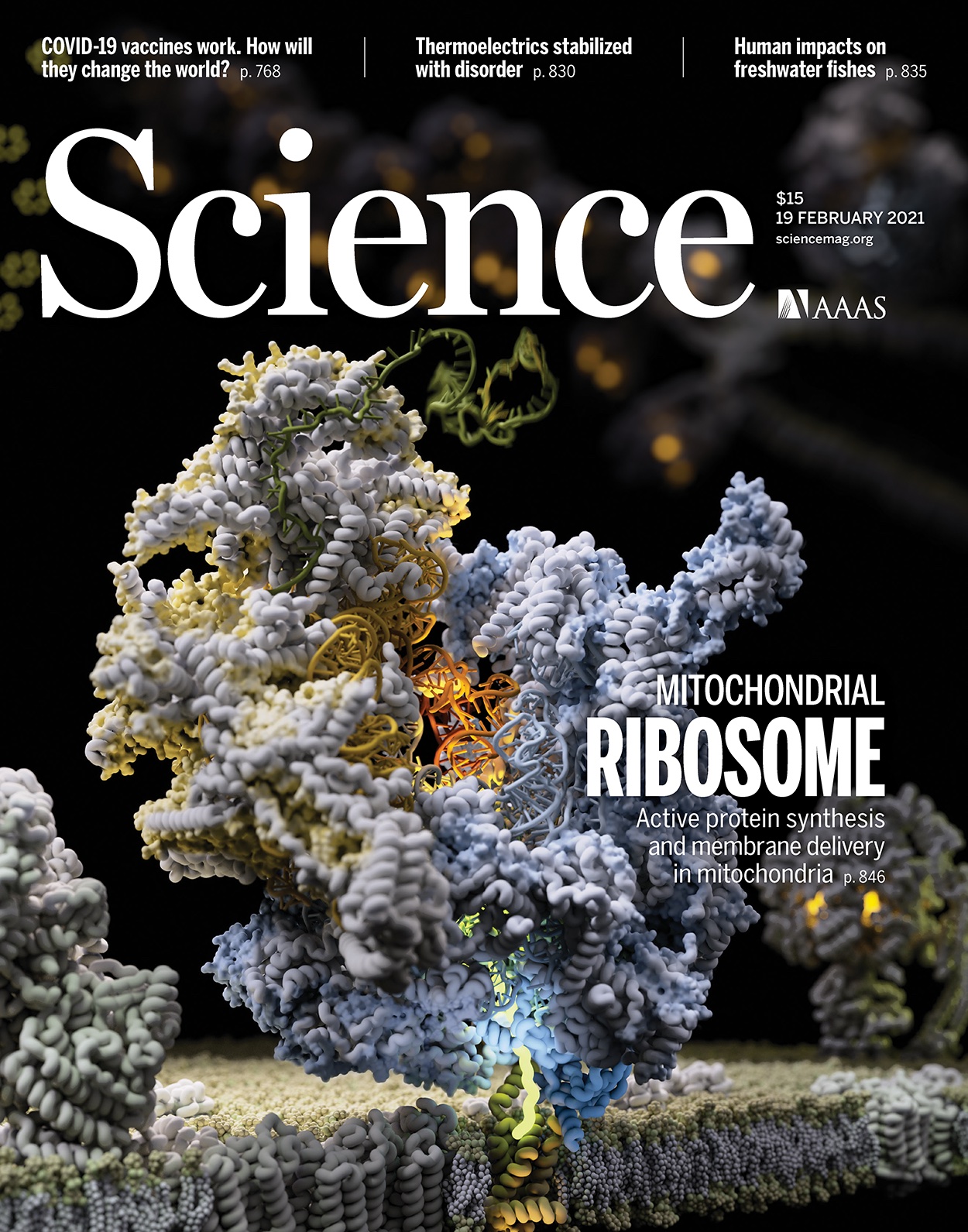 Broad and Potent Neutralization of SARS-Like Coronaviruses by an Engineered Monoclonal Antibody