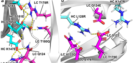 Design of orthogonal constant domain interfaces to aid proper heavy/light chain pairing of bispecific antibodies