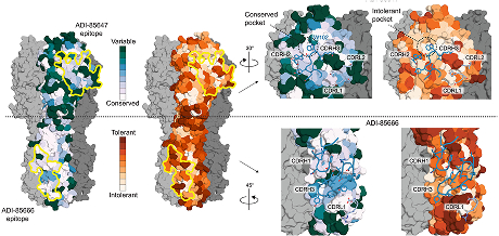 Design of orthogonal constant domain interfaces to aid proper heavy/light chain pairing of bispecific antibodies