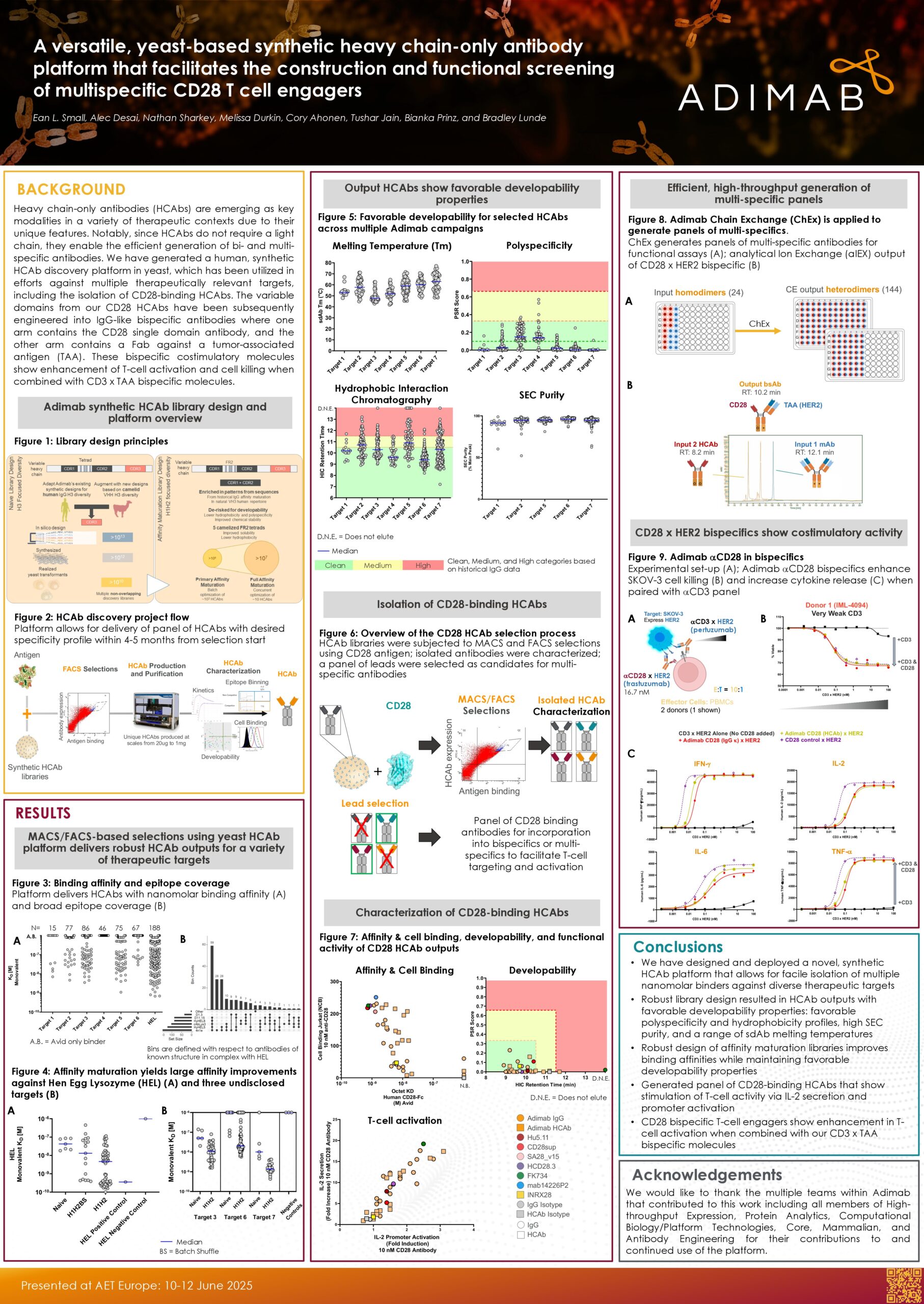 A Versatile, Yeast-Based Synthetic Heavy Chain-Only Antibody Platform that Facilitates the Construction and Functional Screening of Multispecific CD28 T Cell Engagers