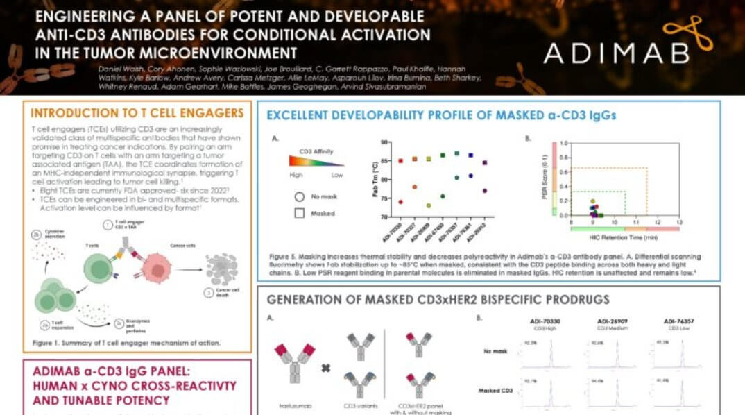Engineering a Panel of Potent and Developable Anti-CD3 Antibodies for Conditional Activation in the Tumor Microenvironment