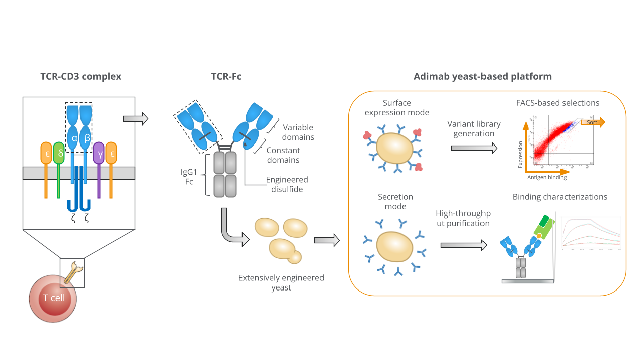 High-Throughput Engineering of Soluble TCRs Using Adimab’s Yeast-Based Platform