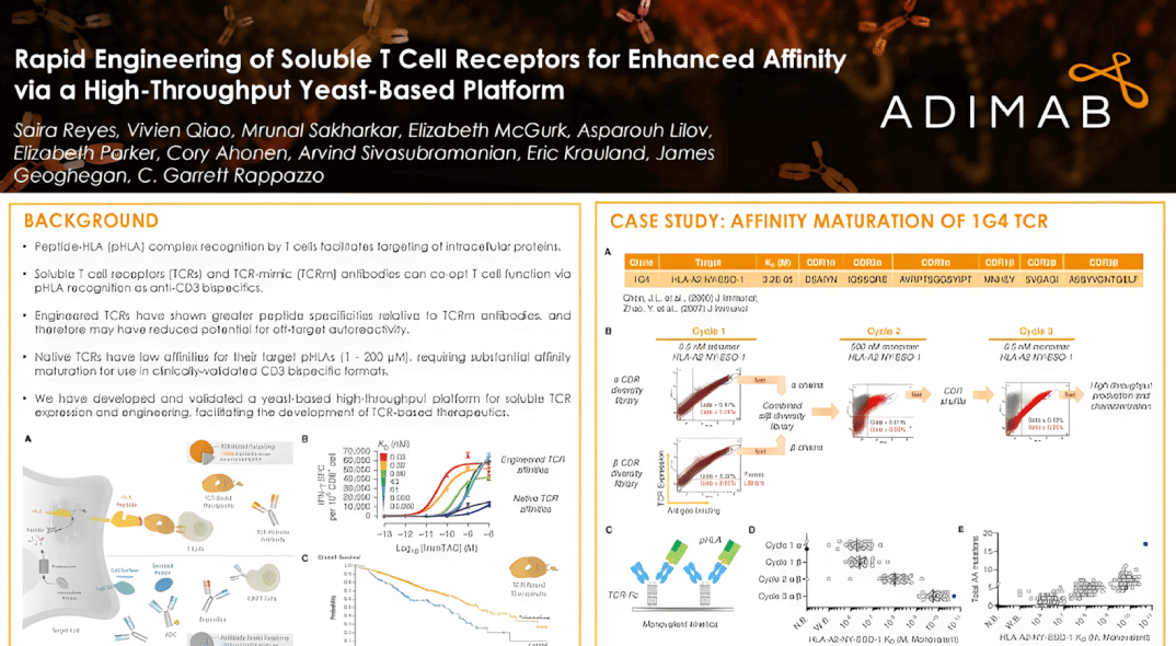 Rapid Engineering of Soluble T Cell Receptors for Enhanced Affinity via a High-Throughput Yeast-Based Platform