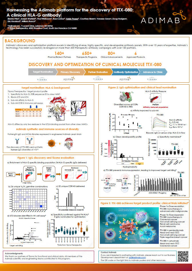 Harnessing the Adimab Platform for the Discovery of TTX-080: A Clinical HLA-G Antibody